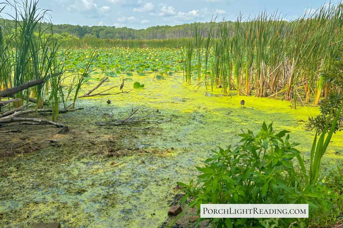 Bright green marsh with lily pads. 
